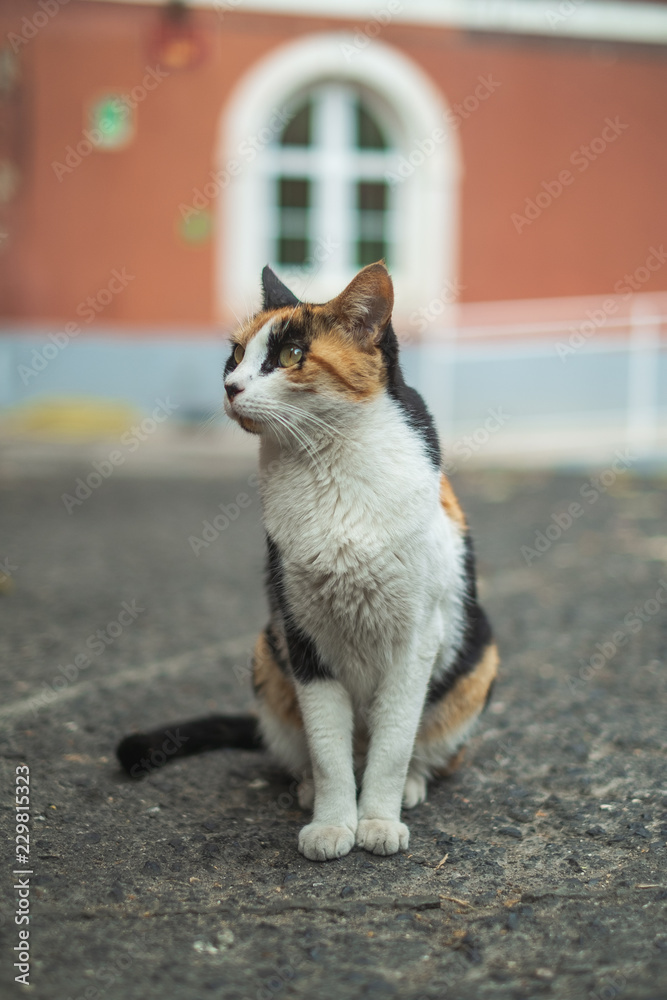 Street cat without name