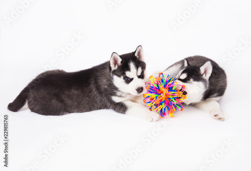 Two Siberian Husky puppy playing with a ball.