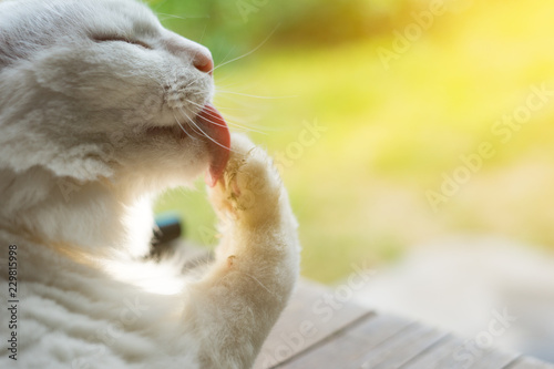 White cat licking paw