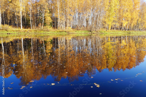 Golden fall. Birch with yellow leaves reflected in the river.