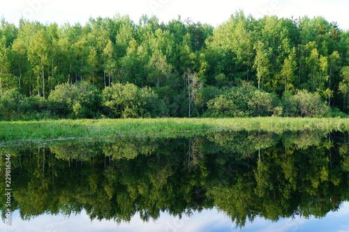 Green trees are reflected in the water. Natural background.