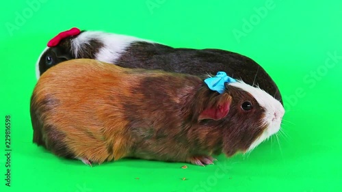 Cute guinea pigs cavy pig cavys pig funna animals photo