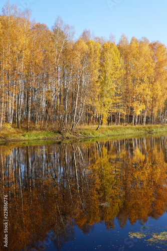 Autumn landscape. Trees with yellow foliage. Golden fall.