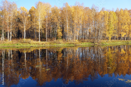 Mellow autumn. Birch with yellow leaves reflected in the river.