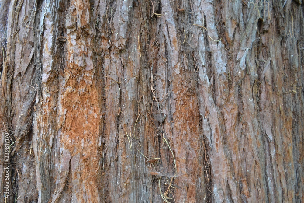 Closeup photograph of the bark of a giant redwood tree. Closeup photograph of the bark of a giant redwood tree.