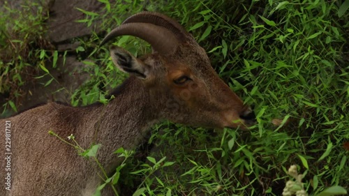 A brown ibex eating green grass and then looking at something interesting while chewing. photo