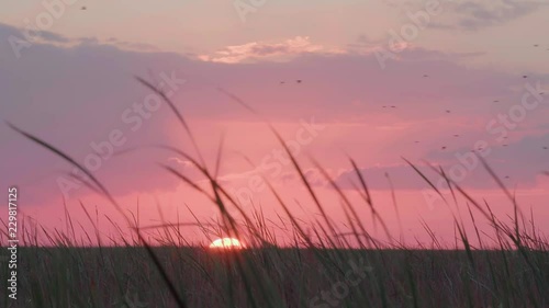 Sunset sunrise in South Florida Everglades with sawgrass in foreground and birds flying in distance. Shot in 4K resolution. photo