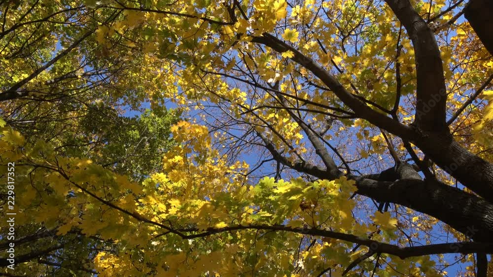 rotating maple trees with falling leaves, high angle view rotating maple trees with falling leaves, high angle view