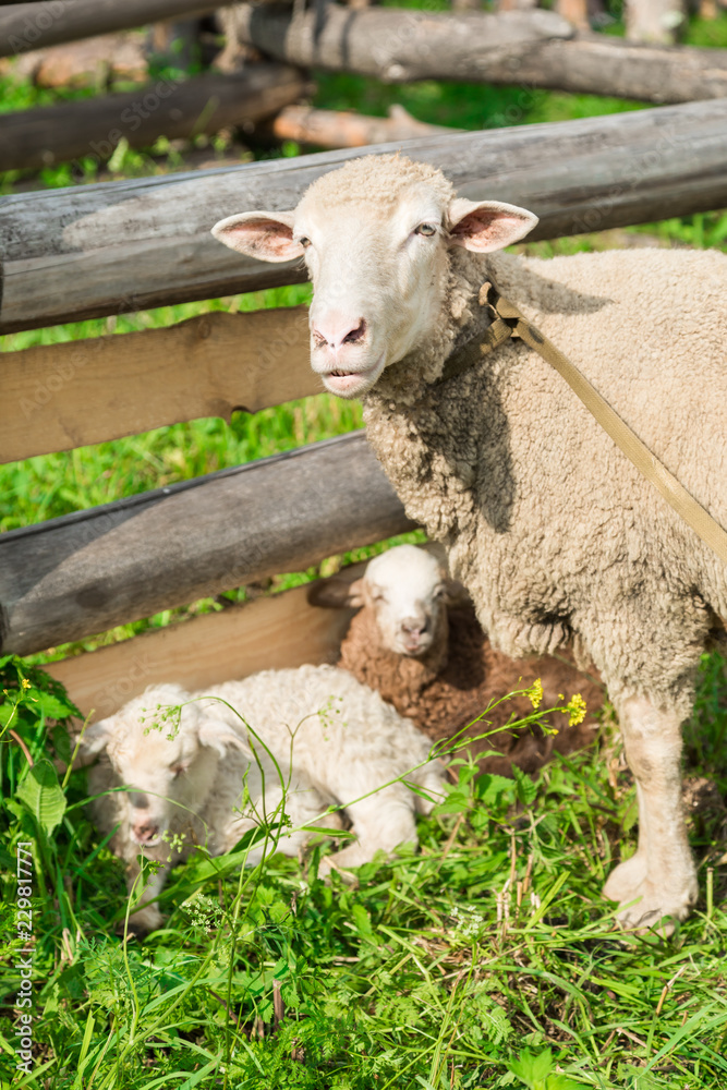 Obraz premium Sheep with lambs in the shelter