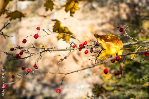 Rosehip berries on a branch