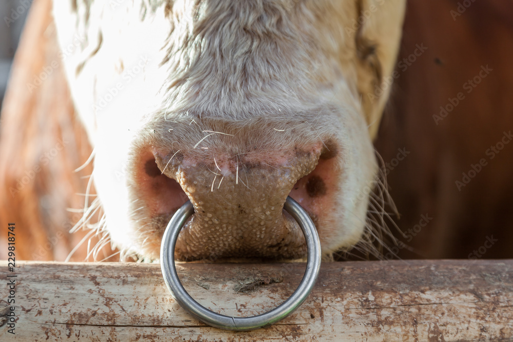 Big bull with a ring in a nose Stock Photo | Adobe Stock