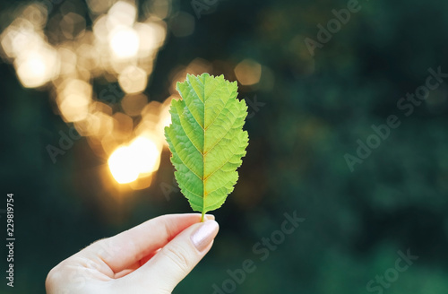 green leaf in a hand on bokeh green background on sunset time