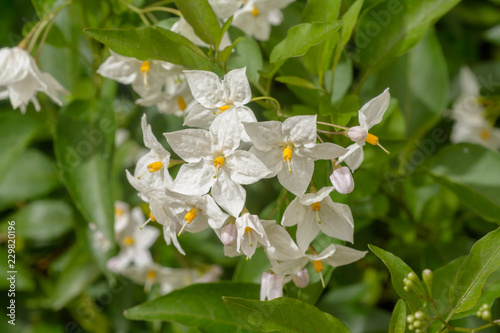 Weiße Blüten im Detail
