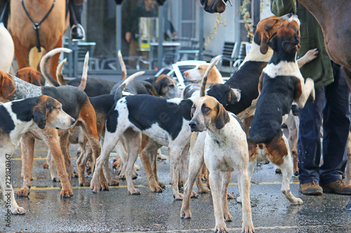 Foxhound hunt pack