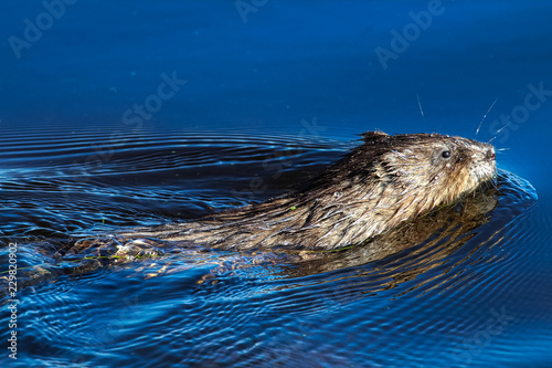 A muskrat swimming in vibrant blue water