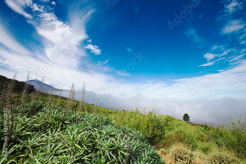 the view to the volcano Teide and pine forest covered with clouds and beautiful blue sky Tenerife, Spain