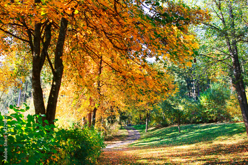 Yellow autumn maple tree in the city park. Autumn landscape.