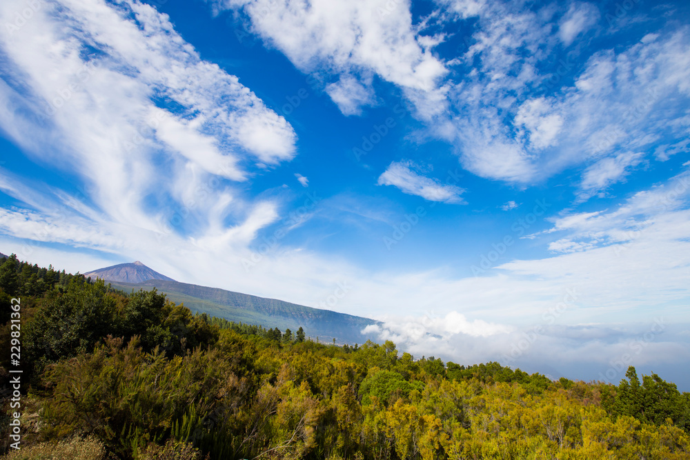 Green pine forest covered with clouds and the volcano Teide on the background with beautiful blue cloudy sky Tenerife, Spain