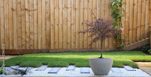 Contemporary garden with acer