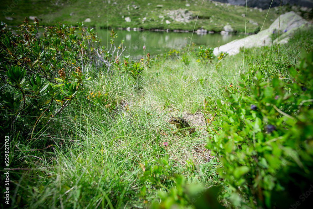portrait of mediterranean green frog, wild nature portrait of mediterranean green frog, wild nature