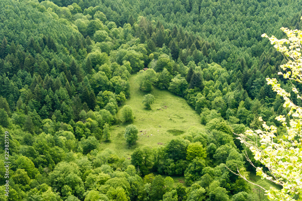 View of a clearing where cattle graze in the middle of a forest of pines, oaks, beech and chestnut trees, at the beginning of the cousin, in Asturias, Spain.