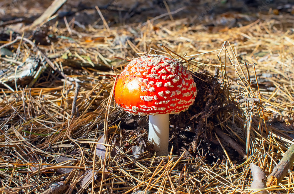 Amanita closeup in a pine forest Amanita closeup in a pine forest