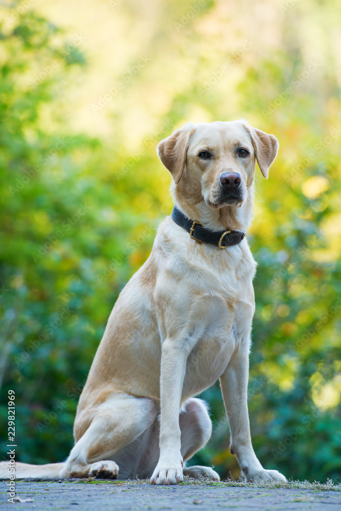 Labrador retriever dog sitting in nature Labrador retriever dog sitting in nature