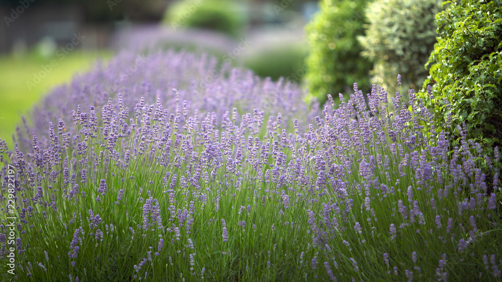 Lavender Flowers