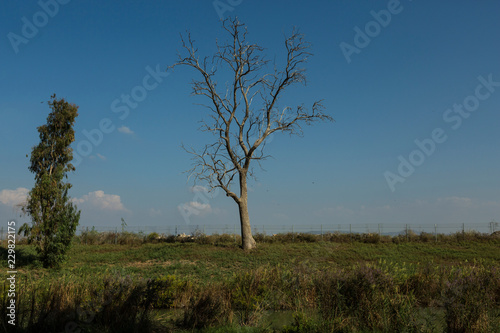 Wallpaper Mural Continuation of the natural cycle Torontodigital.ca