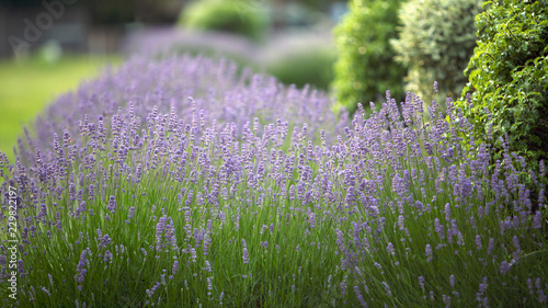 Obraz na płótnie Lavender Flowers w salonie