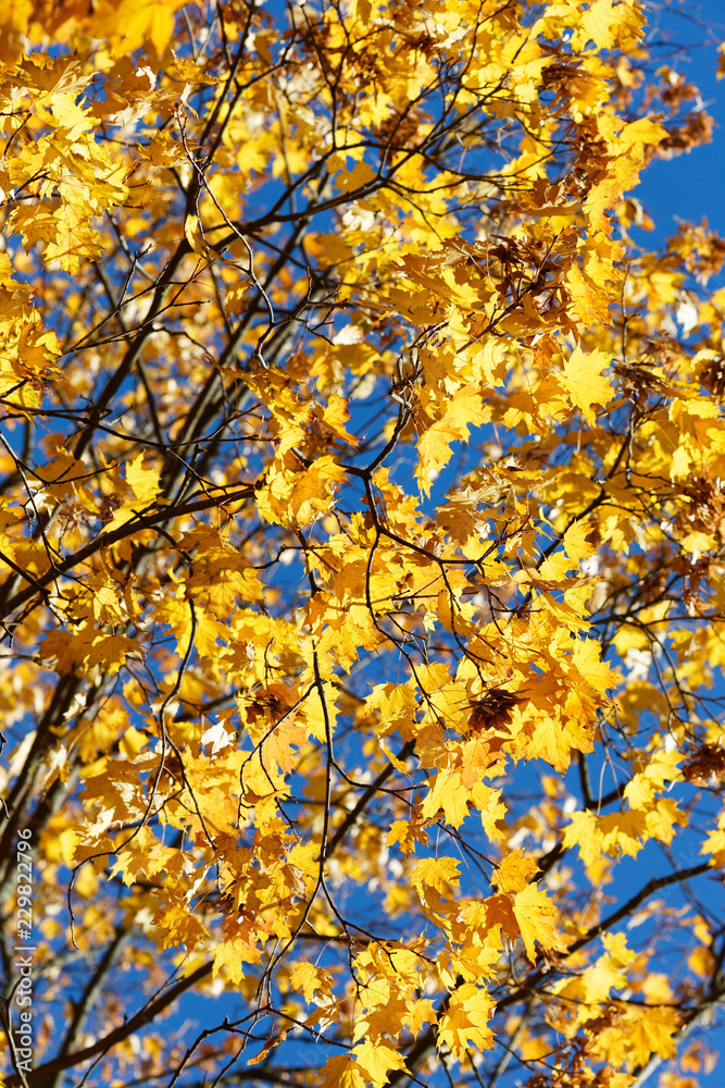 Very beautiful bright branch with yellow maple leaves against the blue sky. Beautiful autumn photography. Very beautiful bright branch with yellow maple leaves against the blue sky. Beautiful autumn photography.