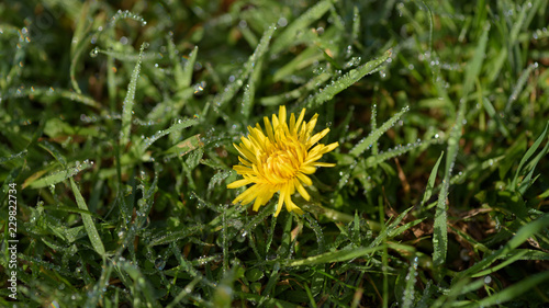 Fototapeta Naklejka Na Ścianę i Meble -  Dandelion on garden lawn with dew drops