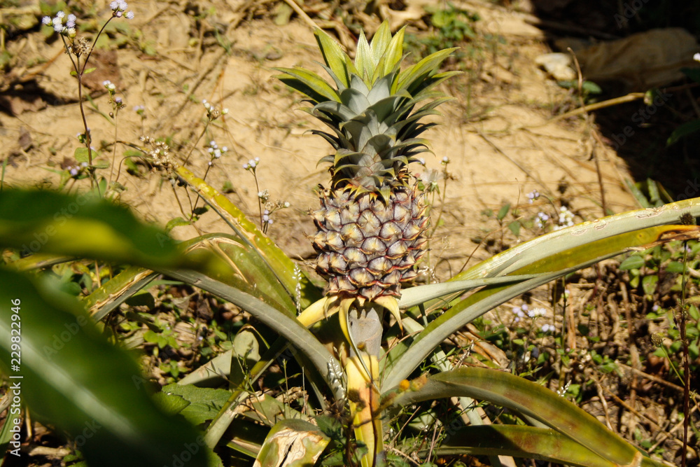 little Pineapple tropical fruit growing in garden. little Pineapple tropical fruit growing in garden.