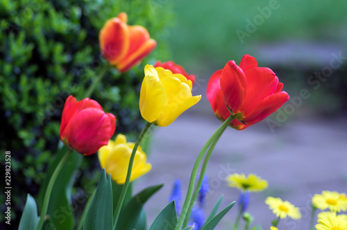 Colorful common tulips in the garden  red  orange and yellow petals on green stems  beautiful springtime flowers in bloom