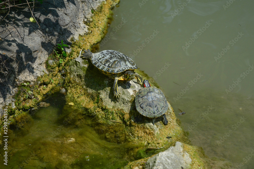 Fototapeta premium Two turtles in a pond