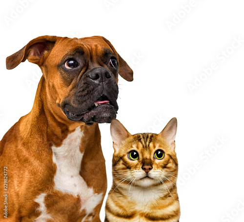 Fototapeta Naklejka Na Ścianę i Meble -  cat and dog together