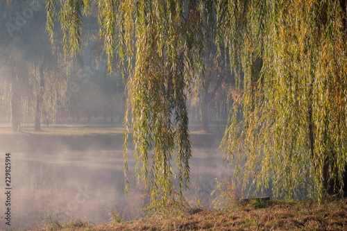 Weeping willow branches hang down over the water on the bank of the river in the autumn city park against the background of morning fog photo