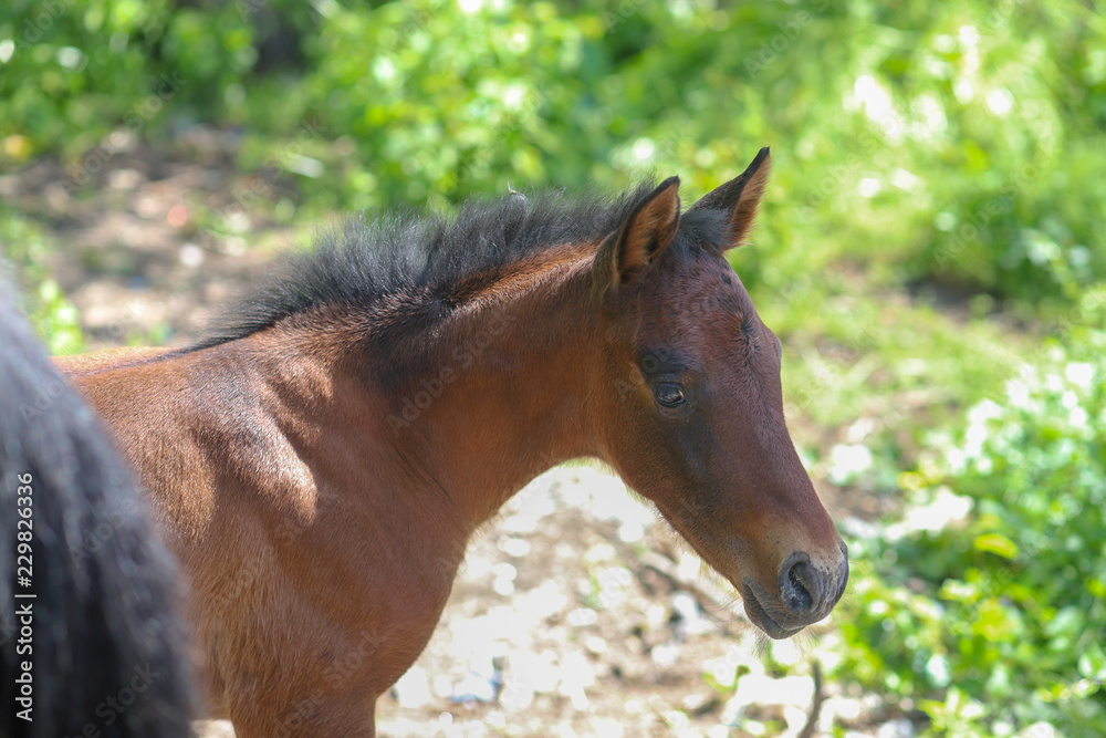 Fototapeta premium Baby horse