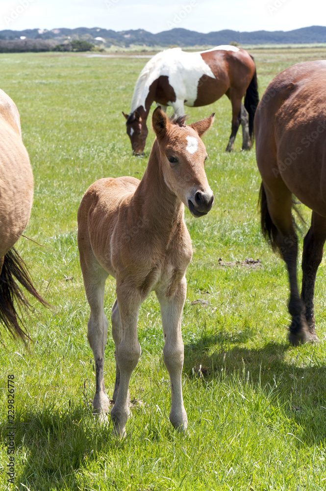 Young Horse
