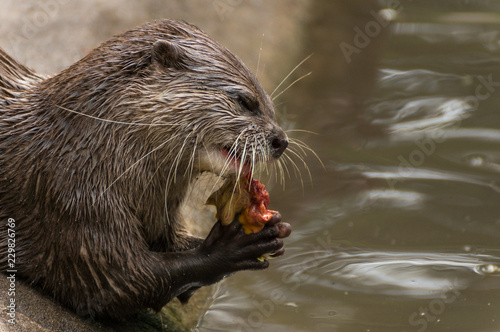 Seeotter / Fischotter