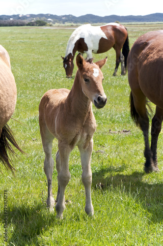 Obraz na płótnie Young Horse w salonie