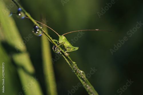 grasshopper  © Taras