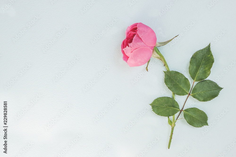 Beautiful pink rose flower on pink background with copy space