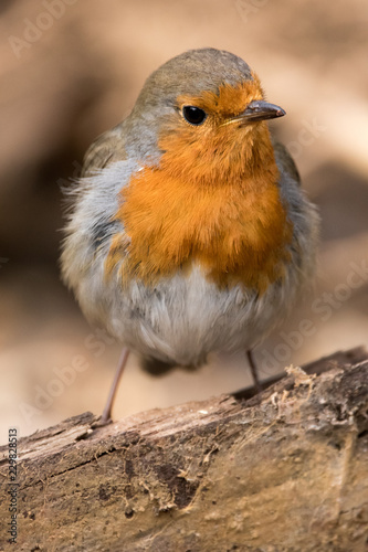 Robin