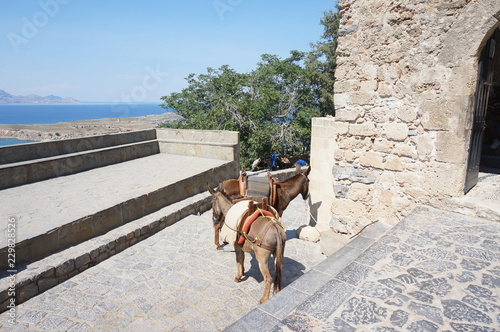 greece transport donkeys © Elmira