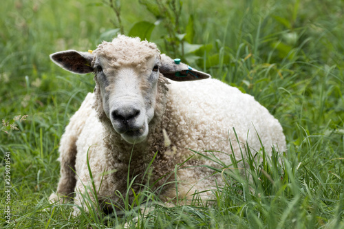 Sheep