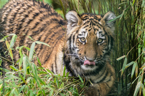 kleiner Tiger streift durch hohes Gras