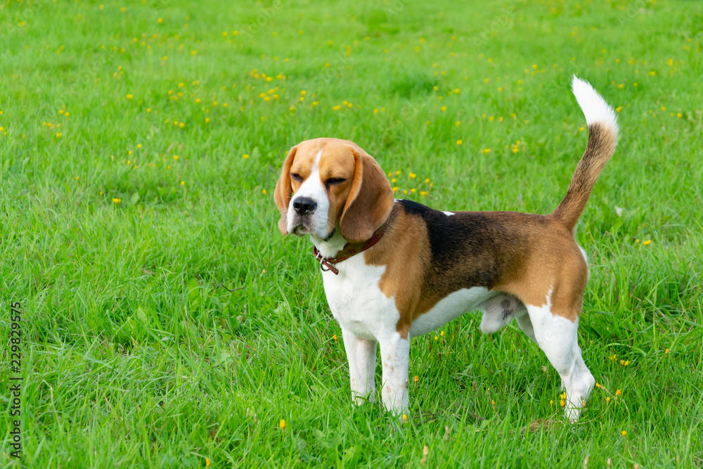  Young energetic beagle walks in the meadow. Pets on the run, dogs play with each other. Correct good behavior