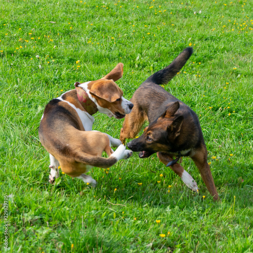  Young energetic beagle walks in the meadow. Pets on the run, dogs play with each other. Correct good behavior