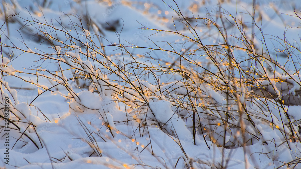icy dry grass and bushes under the snow in the sun icy dry grass and bushes under the snow in the sun